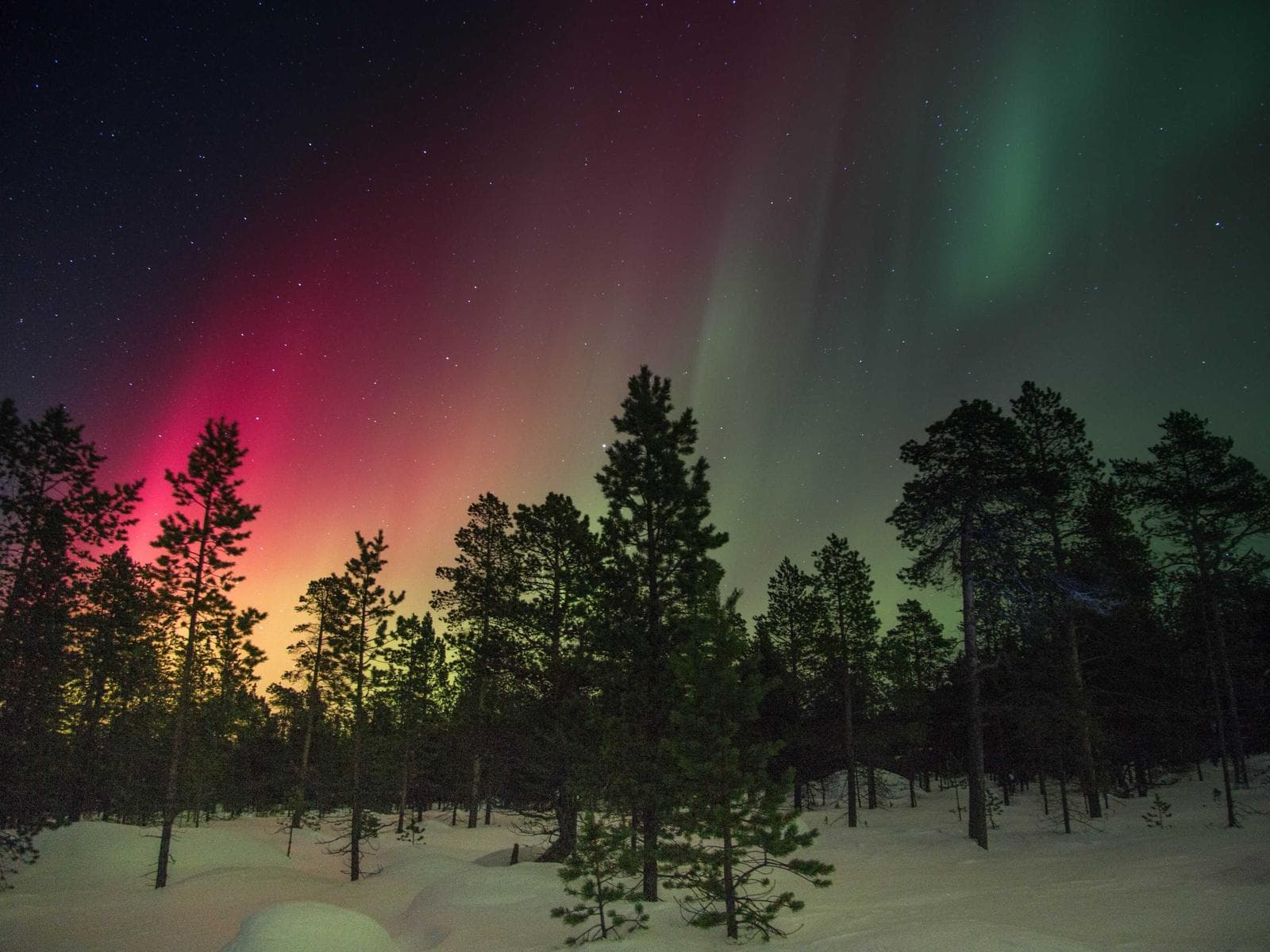 Aurora verde e rossa sopra i pini